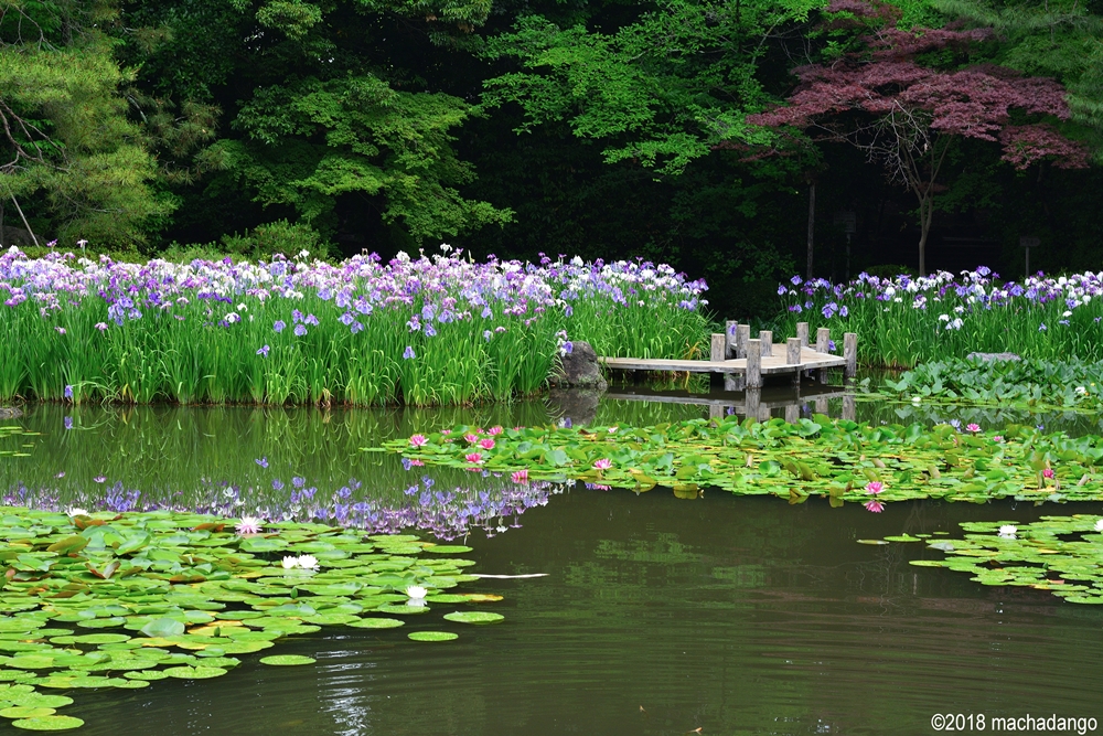 繡球花 桔梗盛開 京都6月很精彩 趁暑假旺季前來趟賞花之旅 上報 生活