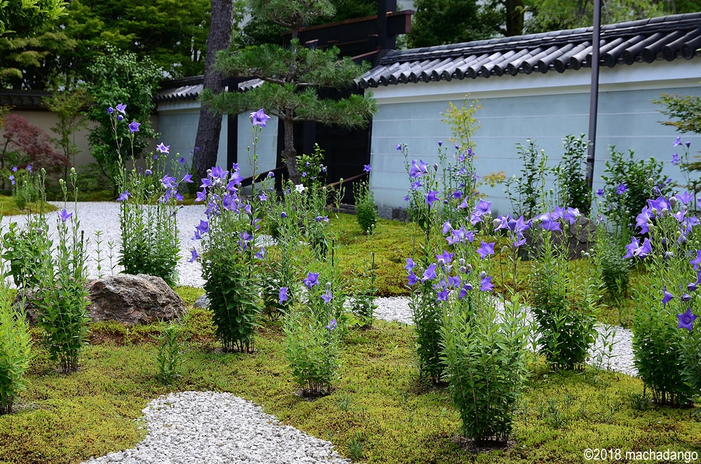 繡球花 桔梗盛開 京都6月很精彩 趁暑假旺季前來趟賞花之旅 上報 生活