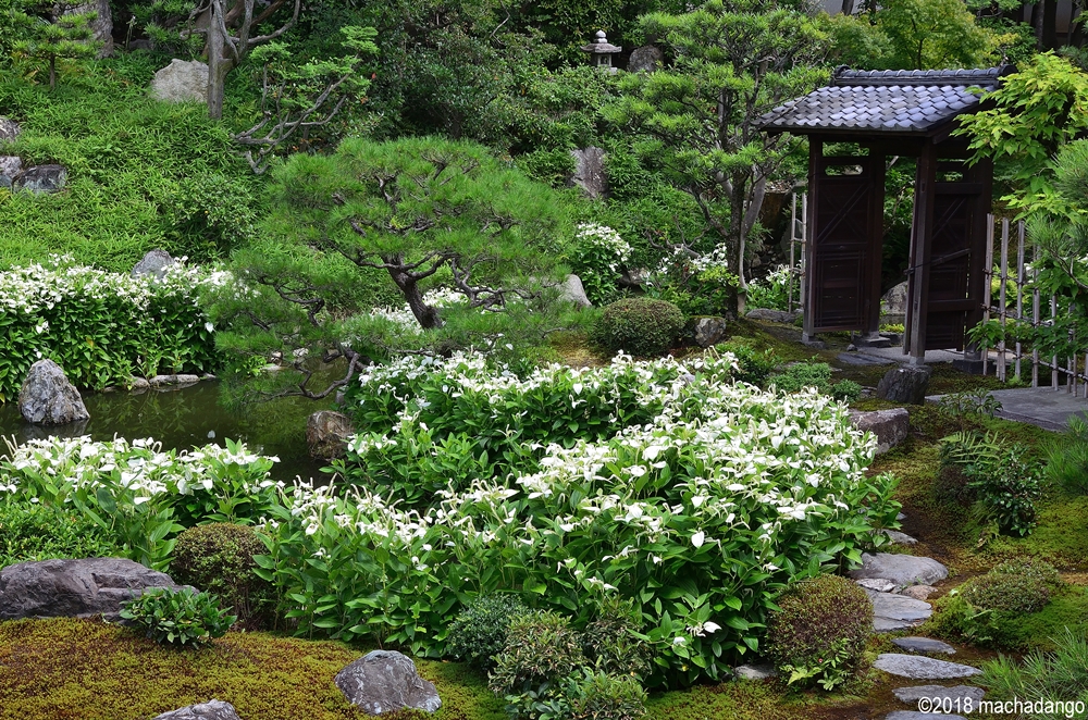 繡球花 桔梗盛開 京都6月很精彩 趁暑假旺季前來趟賞花之旅 上報 生活