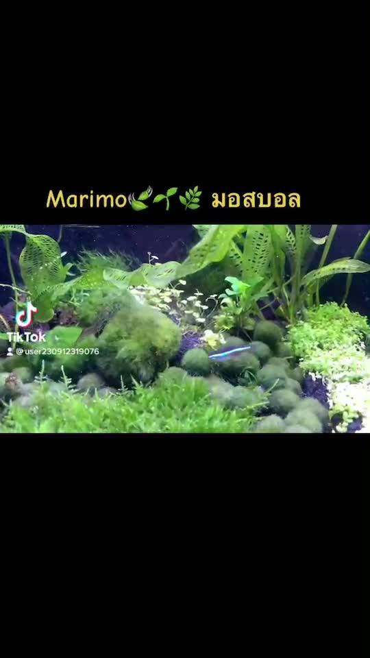 What could cause a Marimo moss ball to do this? : r/PlantedTank