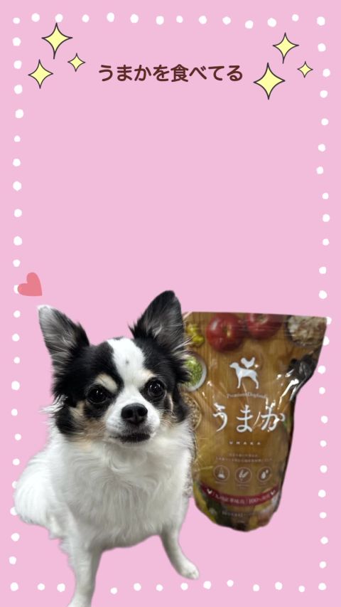 華ちゃん犬猫すこやか本舗 | LINE Official Account