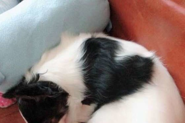 犬が 丸まって眠る とき どんな心理が隠れてるの いぬのきもちnews