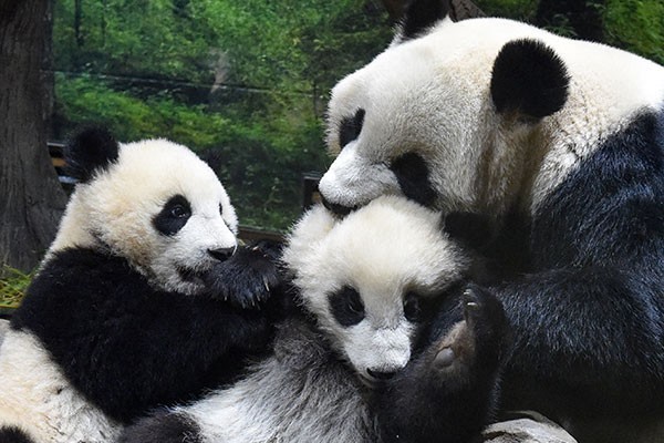 最も優遇 上野動物園 パンダ 写真集 すくすく、シャンシャン 限定品