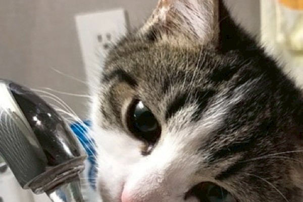 水飲み下手な猫 多頭飼い タイプ別 猫ちゃんの水分摂取アップ術を教えます ねこのきもちnews