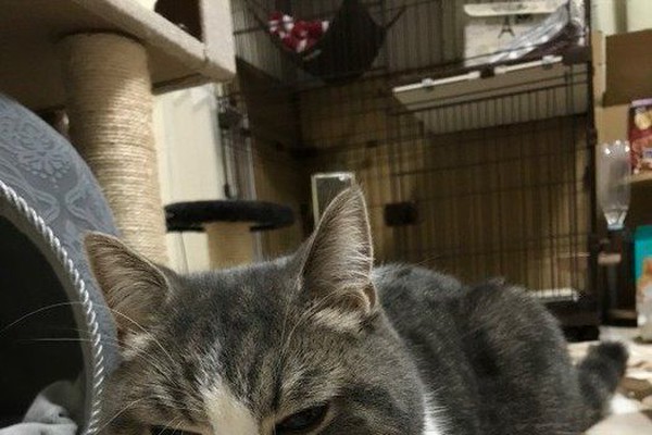 猫が 安心 しているときに見せる６つのしぐさ ねこのきもちnews