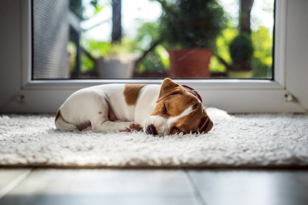 犬が吐いたときの対処法 嘔吐物の色からわかる病院にいくべき症状と原因 いぬのきもちnews