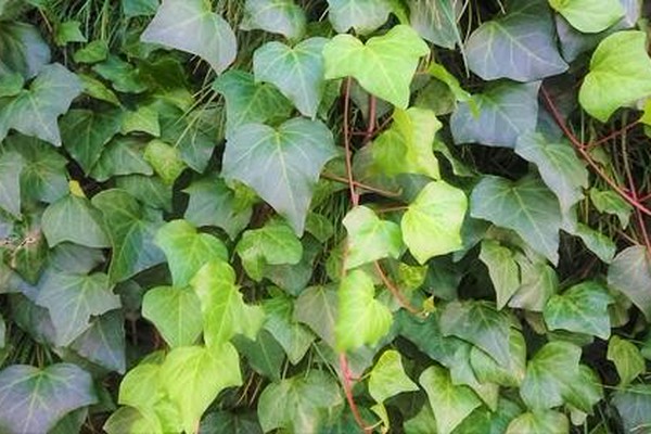 インテリアとしても大人気 オシャレな観葉植物 アイビー の育て方 覚えてみない オリーブオイルをひとまわしニュース