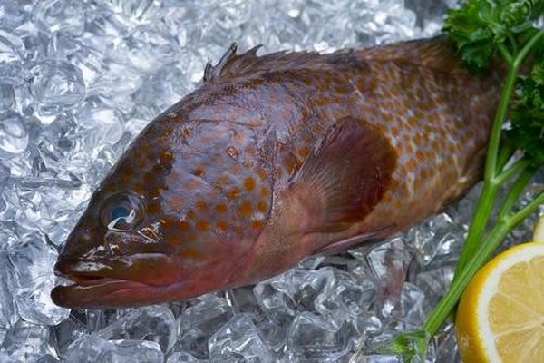 高級魚のハタ マハタ とは 栄養価や美味しい食べ方などを紹介 オリーブオイルをひとまわしニュース