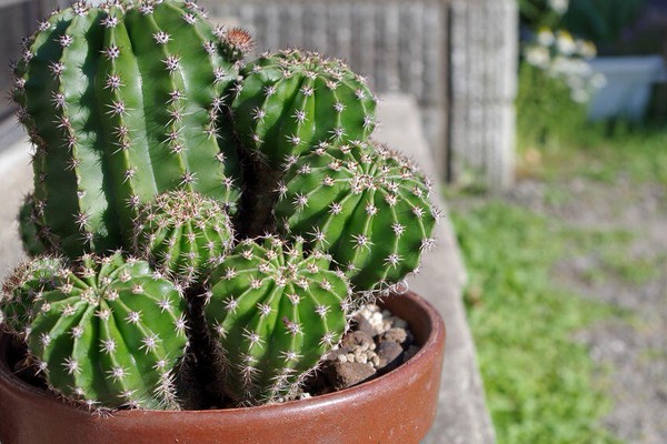 サボテンなのに 直射日光 を浴びせすぎると枯れてしまう オリーブオイルをひとまわしニュース