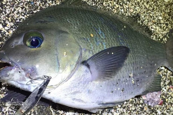 メジナのさばき方ってどうすればいいの 三枚おろしの手順を解説 Fishing Japan