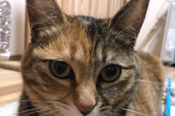 獣医師監修 猫の発情期行動はオス メスで違う 期間や対処法とは ねこのきもちnews