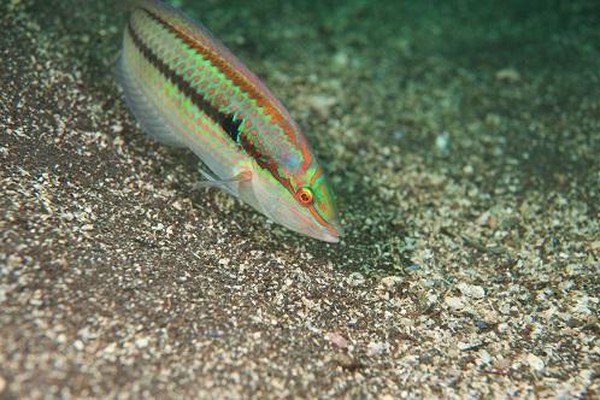 ショッキングな色合いから嫌厭しがち 実は ベラ がめちゃくちゃウマいって知ってる オリーブオイルをひとまわしニュース