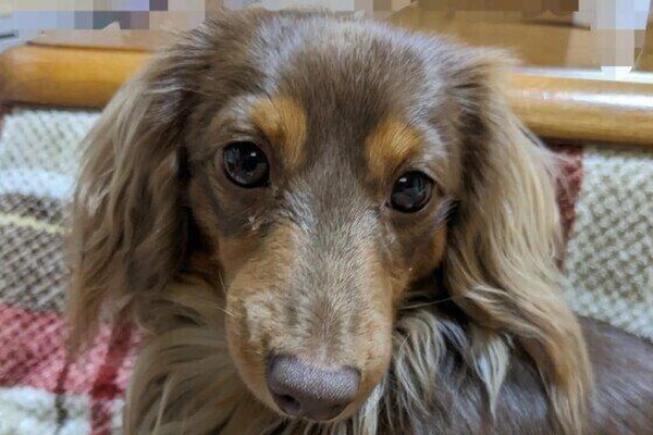 犬の目はじっと見つめてはいけないの 犬と視線を合わせることのメリットとデメリット いぬのきもちnews