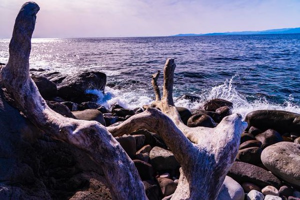 河川敷で拾ってきた流木が8000円に 世にも珍しい 流木拾い のアルバイト レタスクラブ