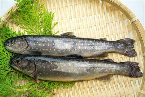 寄生虫の危険あり イワナ の刺身を美味しく安全に食べる方法を深掘り オリーブオイルをひとまわしニュース