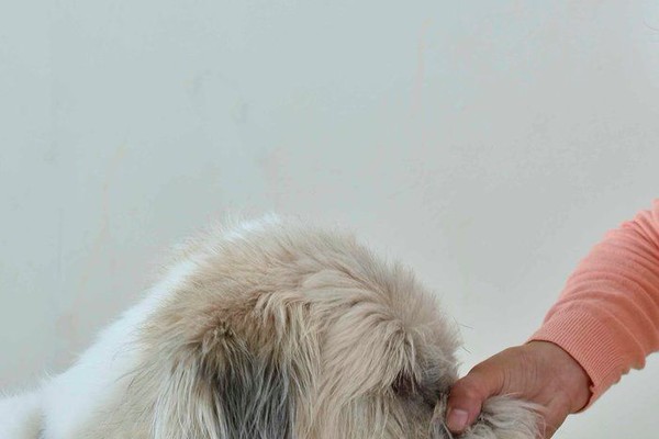 犬を叱るときはマズルをつかむって本当 しつけの噂をジャッジ いぬのきもちnews