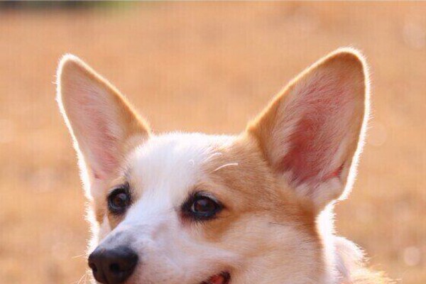 注意したいケースも 犬が自分をなめる理由と対処法とは いぬのきもちnews