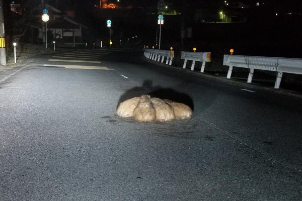 車道の真ん中で「モフモフ集会」？ 邪魔だけどかわいいイノシシ一家にほっこり（jタウンネット）