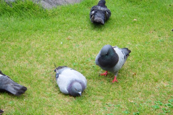 わずか3 しか戻らない 北陸唯一の ハト専門店 で鳩レースの魅力聞いてみた Jタウンネット