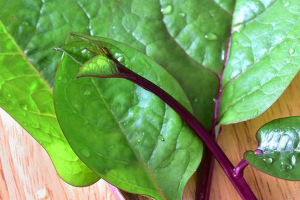 毒性があるってホント つるむらさき にまつわるウワサの真相とは オリーブオイルをひとまわしニュース