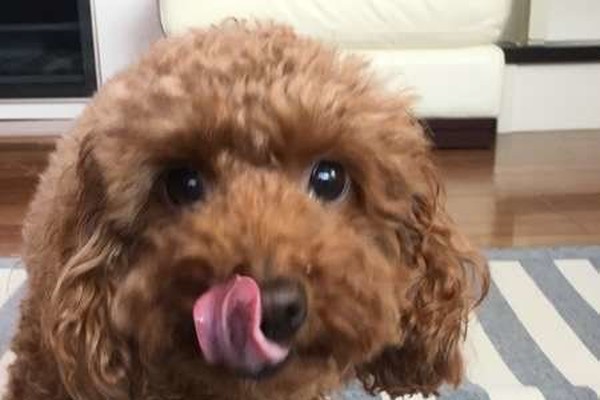 ちょっと落ち着こう 犬がペロリと舌なめずりする意外な理由 いぬのきもちnews