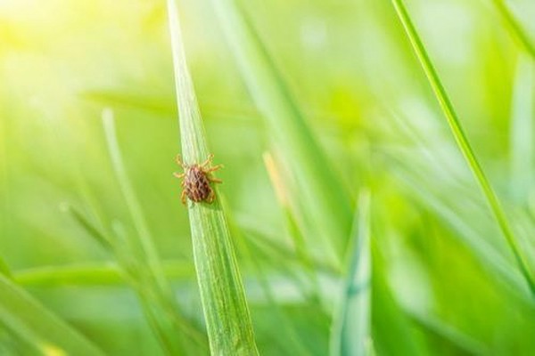 「まさかダニ…？」肉眼で見えるダニの退治方法を解説！（オリーブオイルをひとまわしニュース）