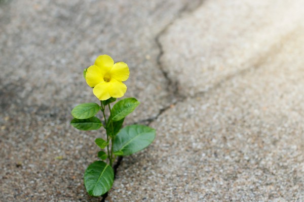 アスファルトの間から花が咲くのはなぜ ハルメク365