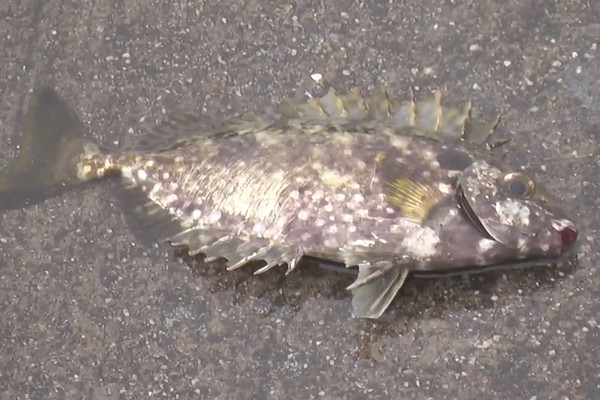 アイゴの釣り特集 トゲが危ない磯魚の値段や釣り方 おすすめ料理法 Fishing Japan