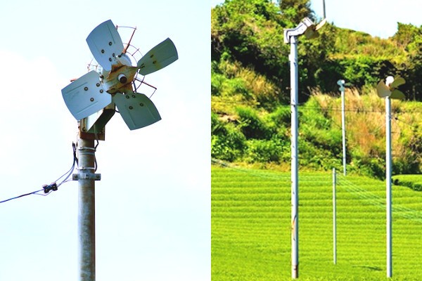 2022年新茶シーズン到来！お茶作りに欠かせない「茶畑にある大きな扇風機のようなもの」の正体は？（ハルメク365）