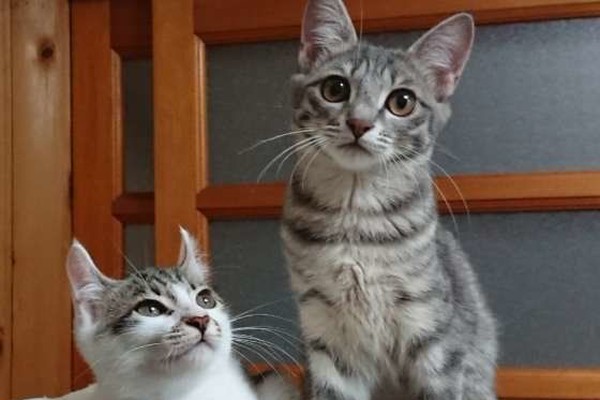 同情してくれてる 飼い主さんが泣いていると愛猫が来てくれる真相 ねこのきもちnews