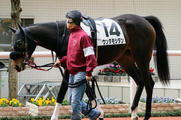 【JRA】阪神12Rで競走除外のウンダモシタンは急性心不全のため死亡（netkeiba）