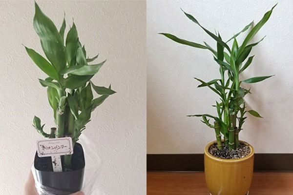ダイソー で観葉植物が買える 初心者おすすめの種類と育て方 実際に2か月育てたら ハルメク365