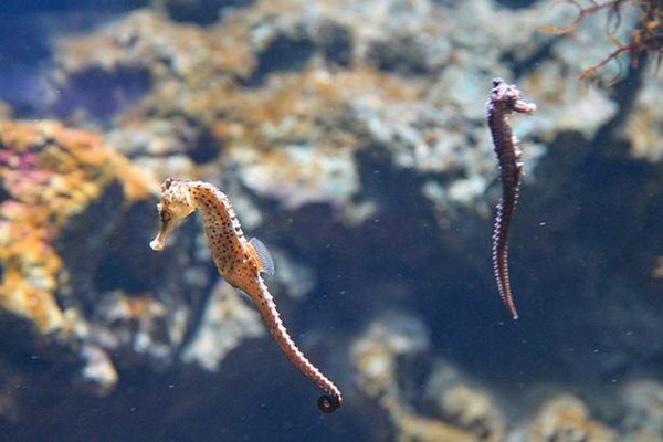 タツノオトシゴ に親戚が イトコやハトコもいる 大人の教養 博識雑学00 レタスクラブ