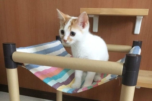 みか様専用 猫のハンモック 接触冷感 - 通販 - guianegro.com.br