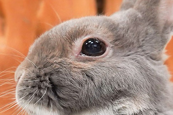 うさぎの目に涙がキラリ でも実はこれ 病気のサインなんです ふうたの飼い主 毎日が発見