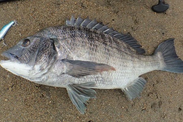 クロダイを釣って美味しく食べたい 釣り方や料理法をチェック Fishing Japan