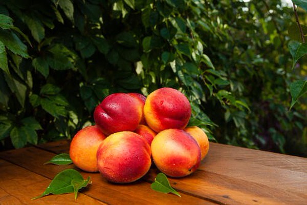 国内最多の生産品種 長野県生まれのネクタリン 秀峰 の特徴や食べ方が知りたい オリーブオイルをひとまわしニュース