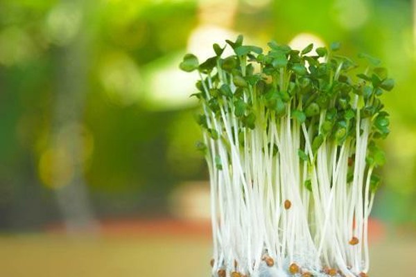 キッチンでできる 簡単すぎる カイワレ大根 の栽培方法とは オリーブオイルをひとまわしニュース