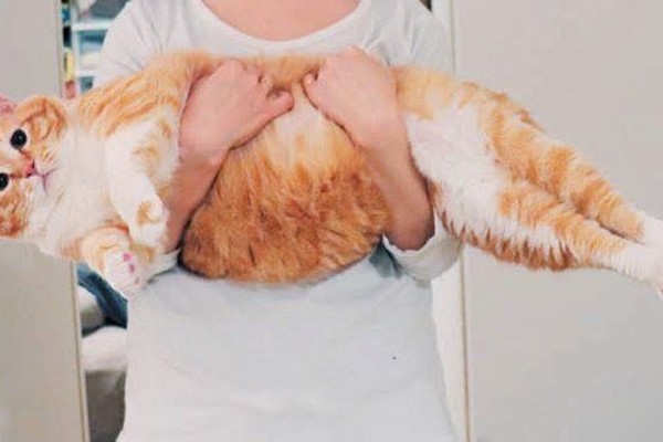 半端ないって 猫なんだけどスケールが大きすぎる 大猫 たちに迫る ねこのきもちnews