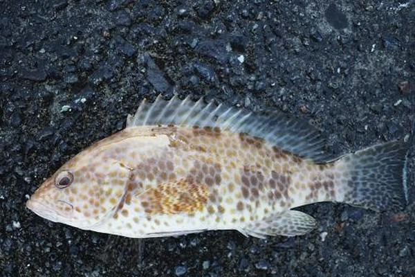 高級魚で有名なハタの仲間「オオモンハタ」には高確率で『虫』がいる！？食べる前に知っておきたい寄生虫の真実とは（オリーブオイルをひとまわしニュース）