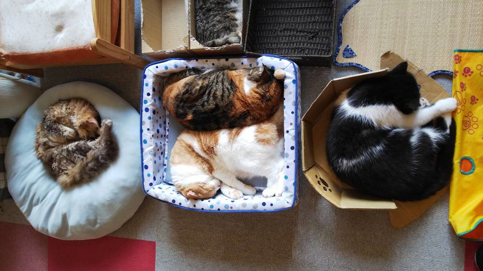 Mixed Media Feed 麻生猫カフェ 福猫茶房