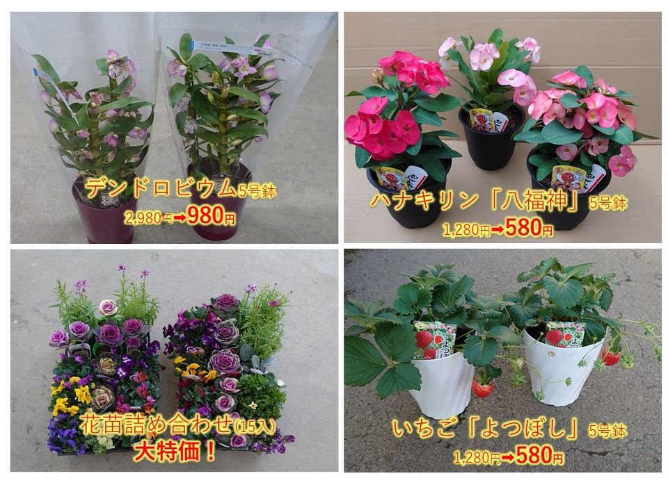 フラワーガーデン泉 Line Official Account