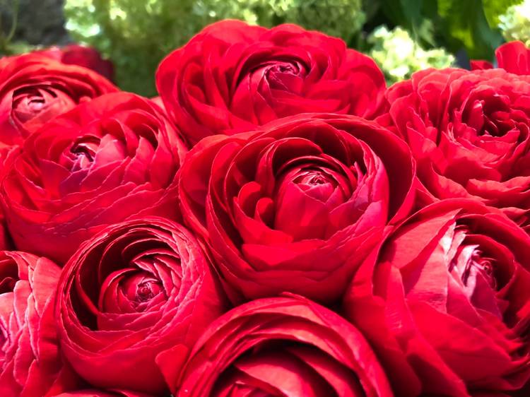 Mixed Media Feed 青山フラワーマーケット 亀田メディカル店 Line Official Account