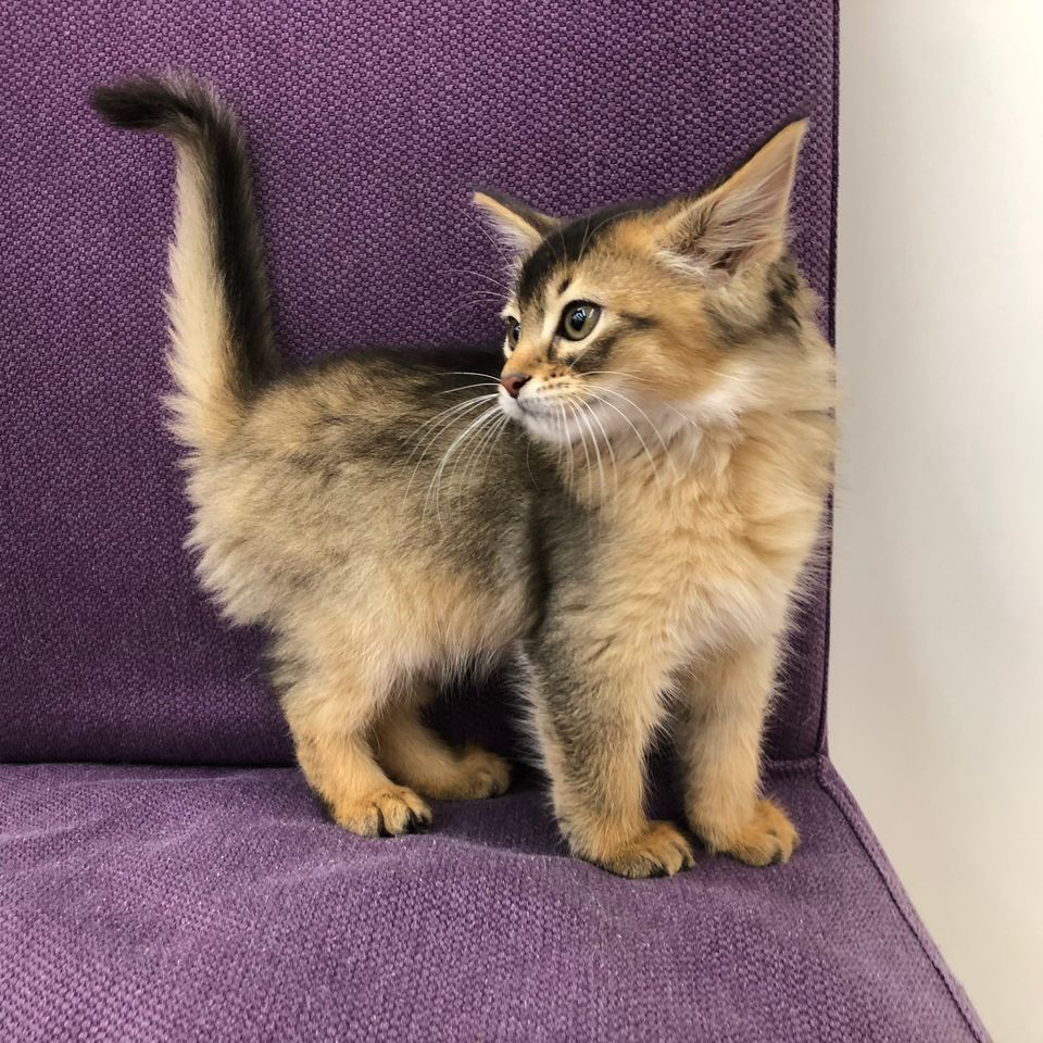 Recent Media ひごペットパームシティ和歌山店