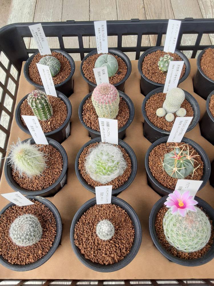 花ひろば 多度町の大きなお花屋さん Line Official Account