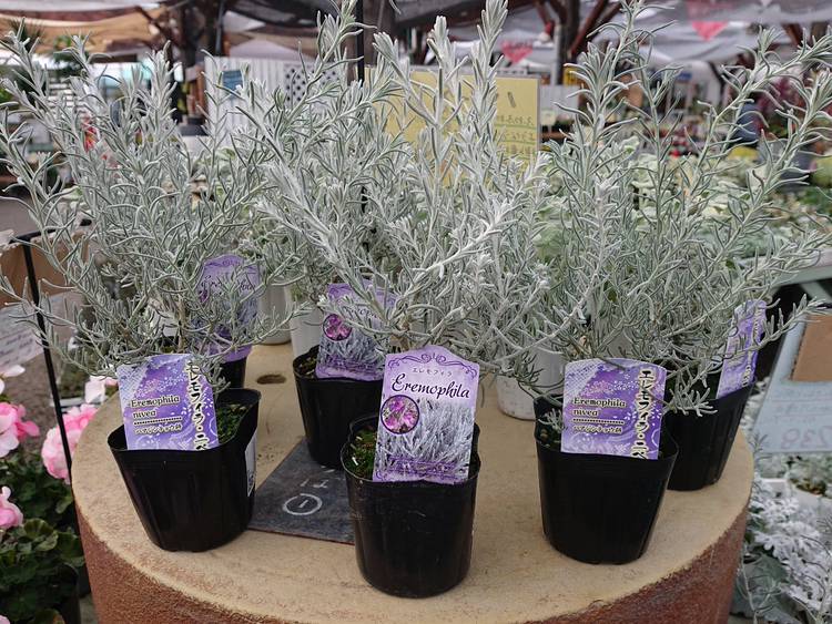 花ひろば 多度町の大きなお花屋さん Line Official Account