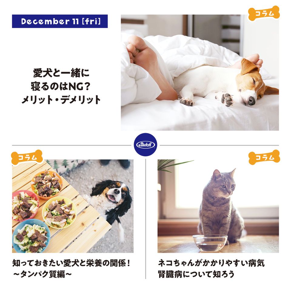 Recent Media ブッチ ジャパン