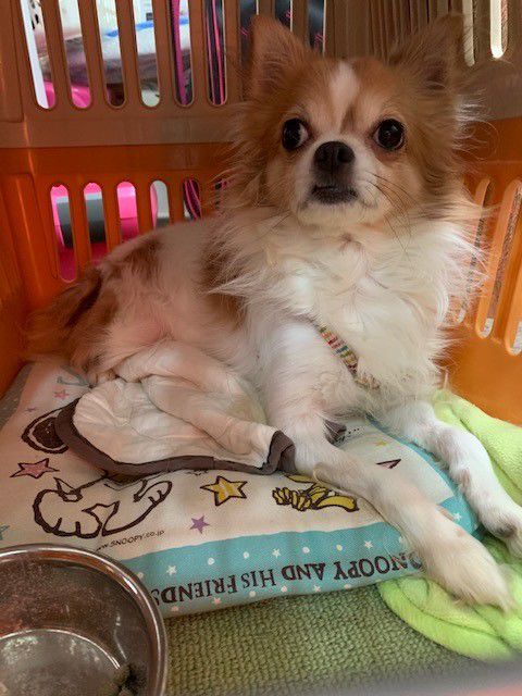 若葉会動物病院 Line Official Account