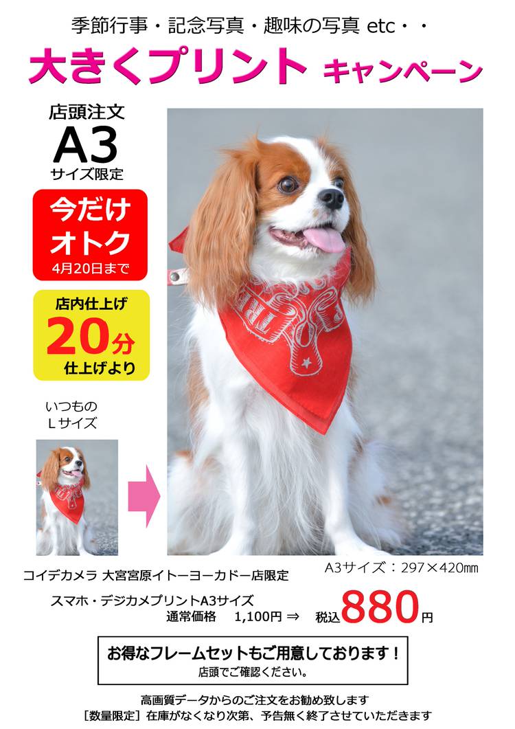 Mixed Media Feed コイデカメラ大宮宮原イトーヨーカドー店 Line Official Account