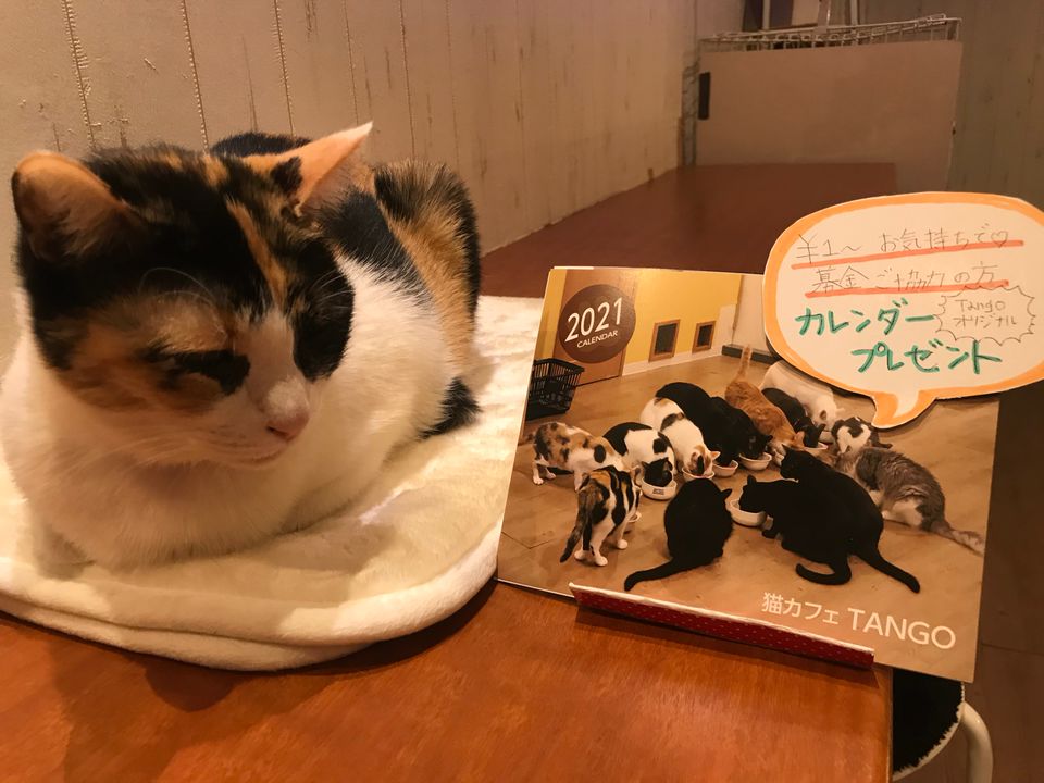 Recent Media 猫カフェtango